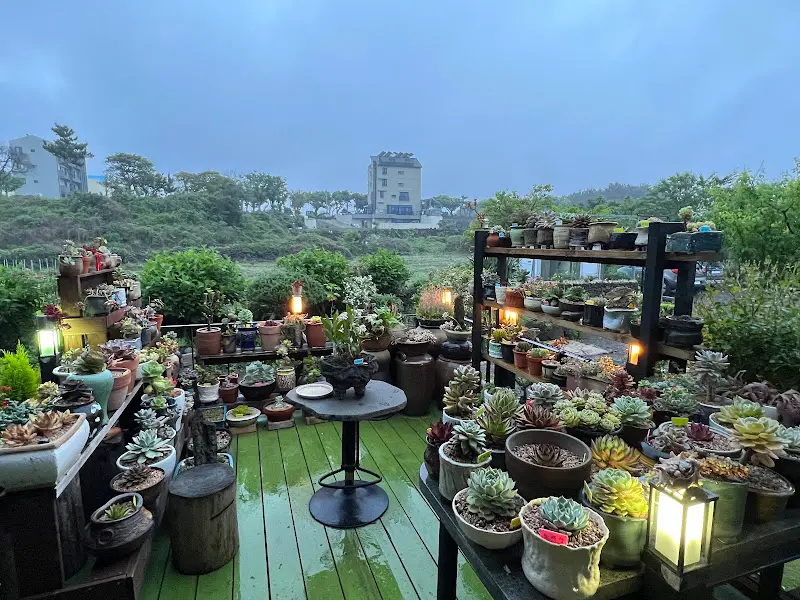 다양한 다육식물들