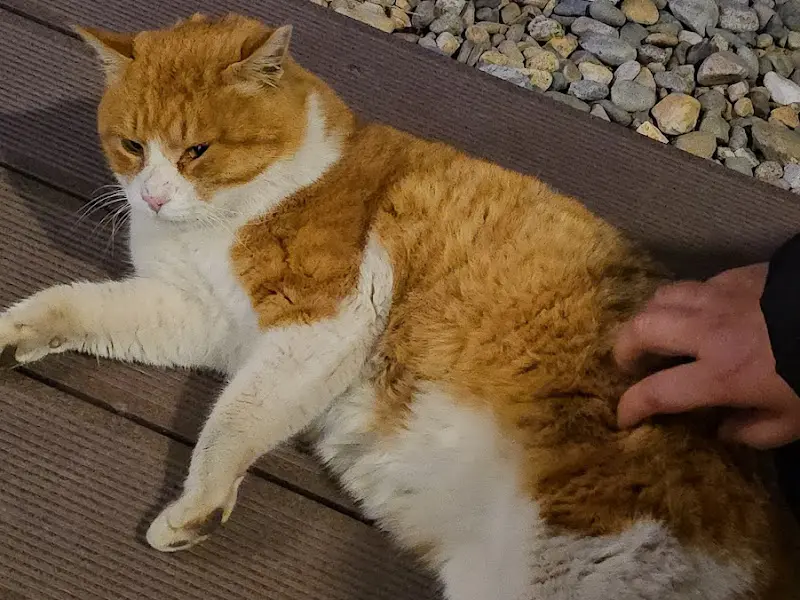 식당 앞에서 만난 고양이