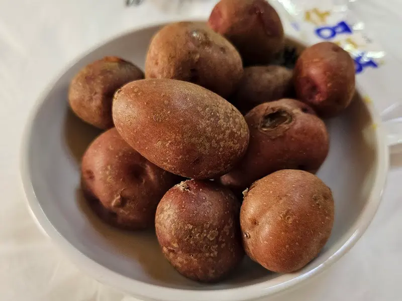 웰컴 푸드 감자