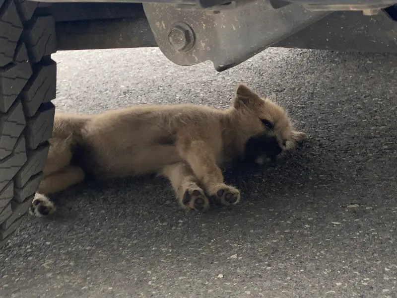차 밑에서 쉬고 있는 고양이