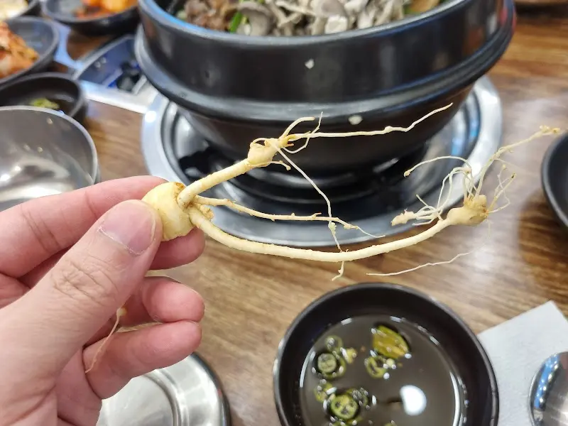 손으로 직접 보여주는 산양산삼의 모습