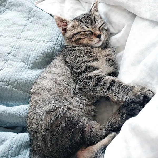 편안하게 잠든 고양이