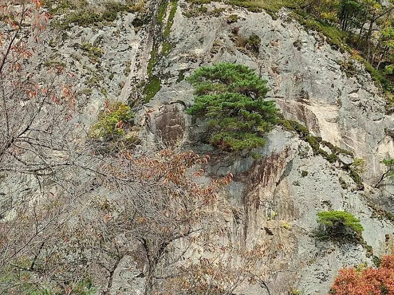 바위 틈에 자라난 소나무