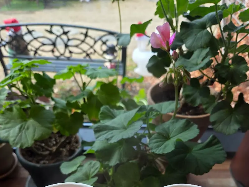 창가에 놓인 화분들