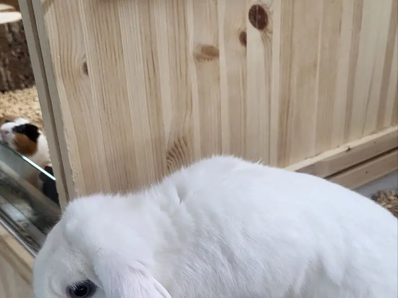 토끼와 기니피그