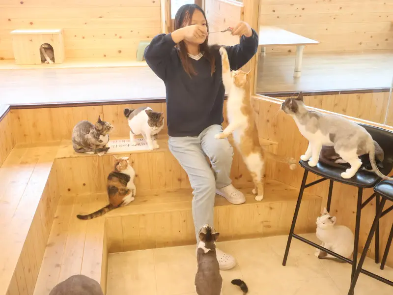 고양이 먹이주기 체험