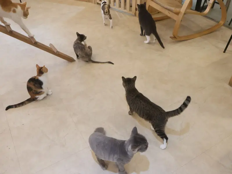 다양한 고양이들