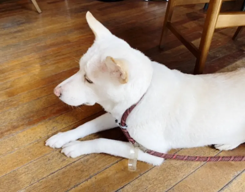 바닥에 누워있는 강아지 구름이