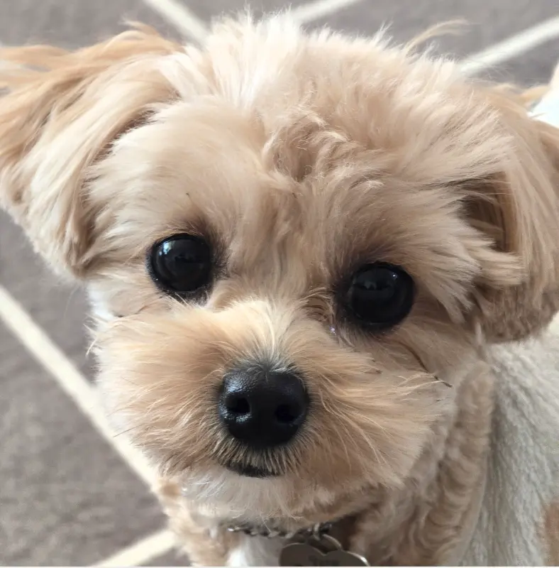 귀여운 강아지 사진