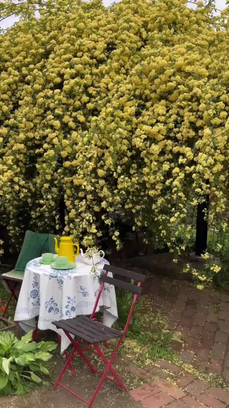 목향장미 아래 놓인 테이블