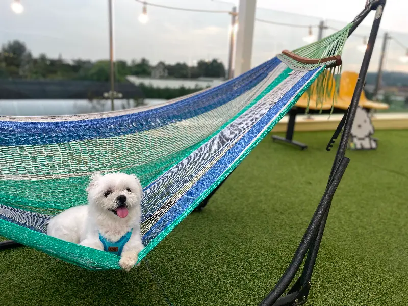강아지와 함께 휴식을 취할 수 있는 공간