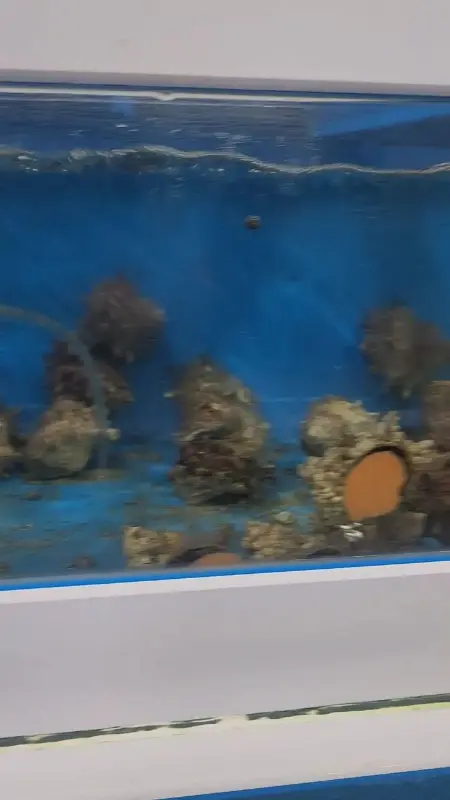 싱싱한 활어들이 가득한 수족관