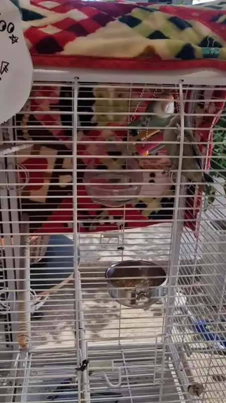 앵무새가 있는 케이지