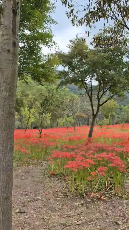 붉게 물든 선운사 꽃무릇