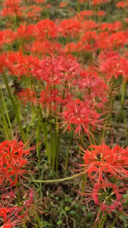 만개한 꽃무릇의 아름다운 자태