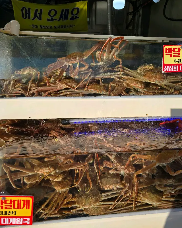 수족관 속 대게