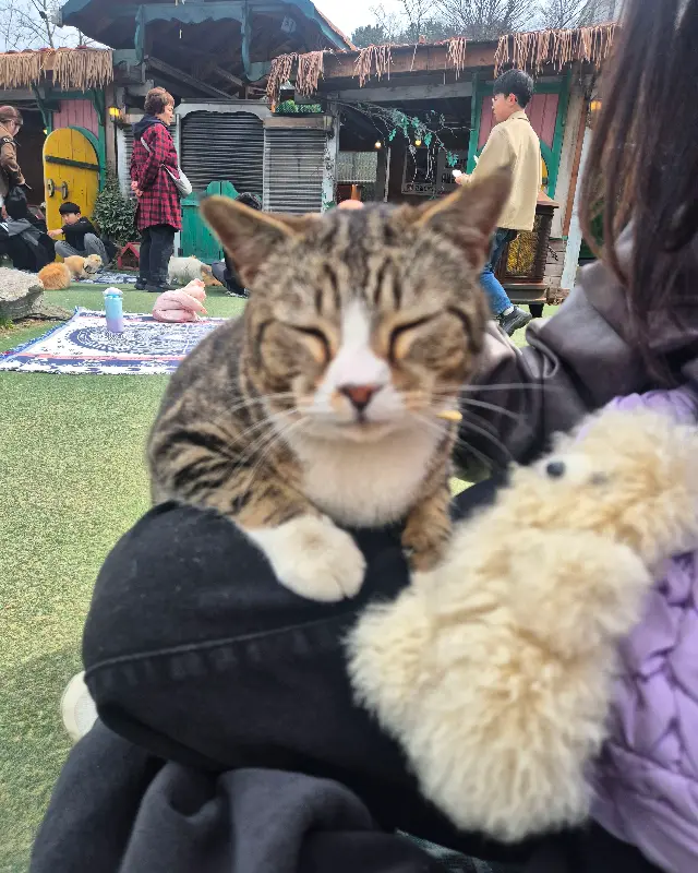 고양이에게 간식 주기