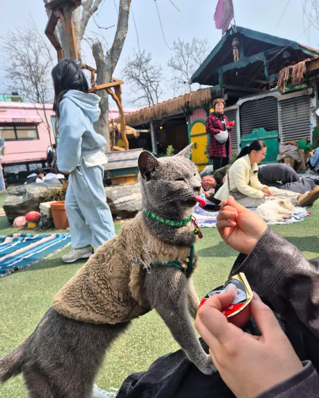 고양이와 교감하는 모습