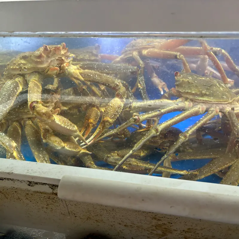 싱싱한 대게가 가득한 수조