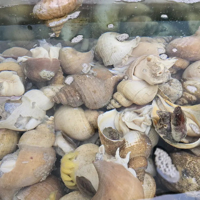 백경횟집에서 맛볼 수 있는 쫄깃한 소면