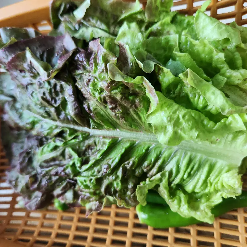 신선한 쌈 채소