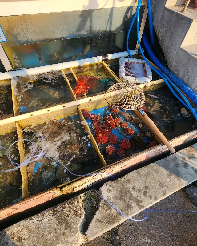 싱싱한 해산물이 가득한 수족관