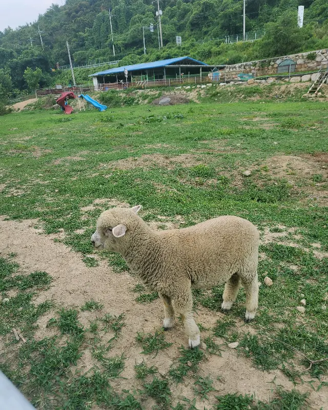 드넓은 잔디밭과 동물 농장