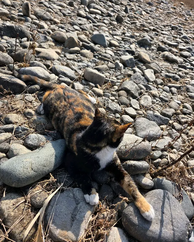 돌 위에 앉아있는 고양이