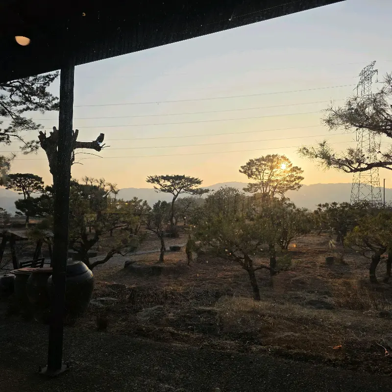 창밖으로 보이는 아름다운 소나무 정원 풍경