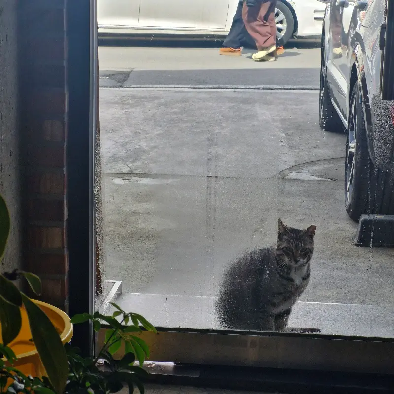 카페 창밖으로 보이는 고양이