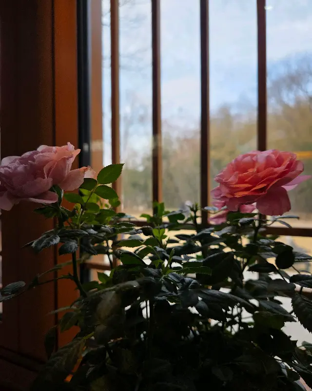 추월당 창가 풍경