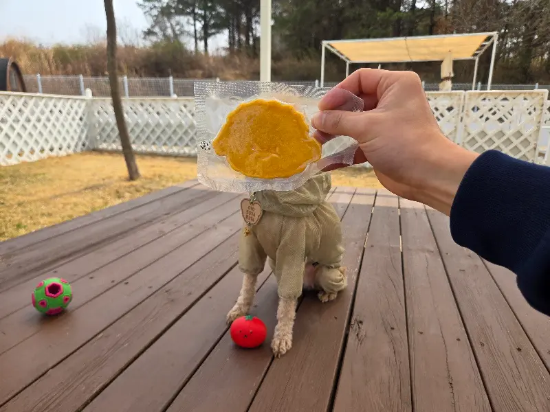 강아지 간식을 먹는 강아지