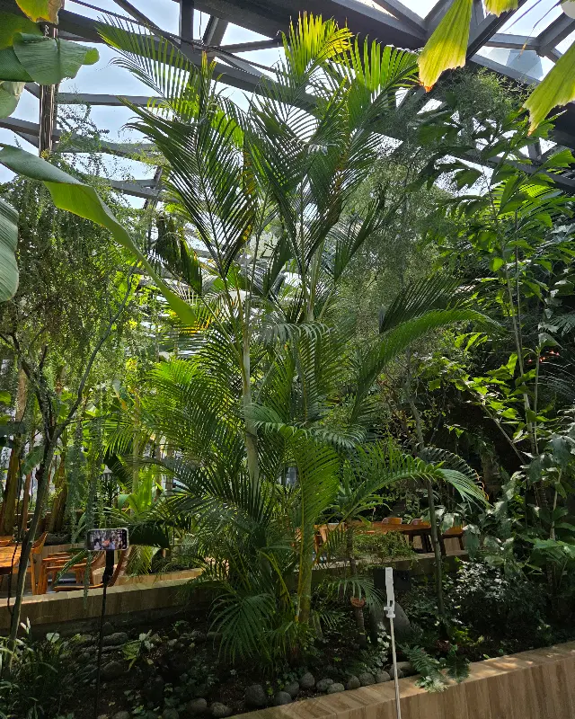 카페 내부의 울창한 식물들