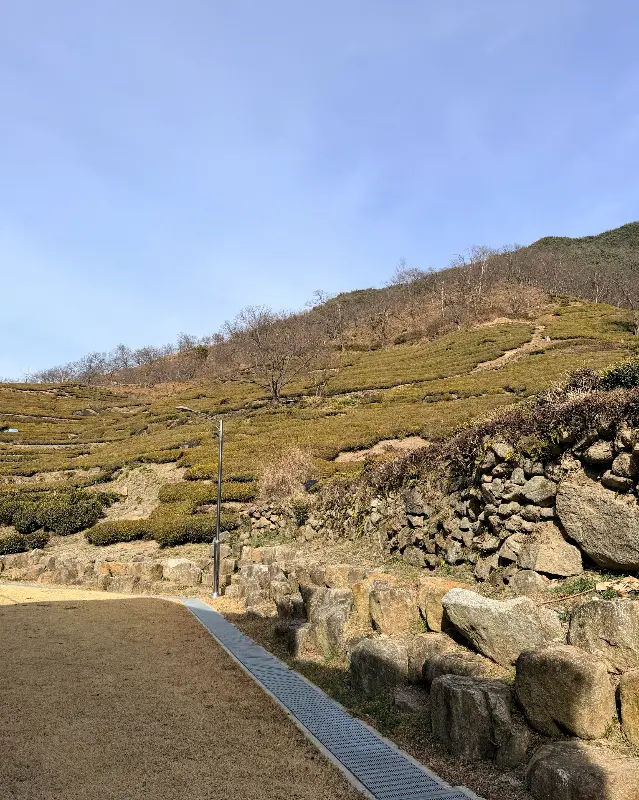 카페 옆 정금차밭