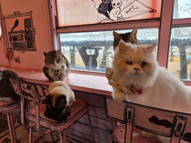 창가에 앉아있는 고양이들