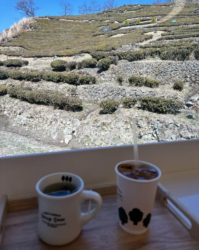 카페에서 바라본 녹차밭 풍경