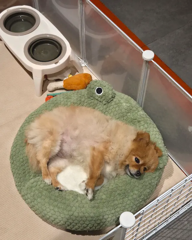 귀여운 강아지 오십이