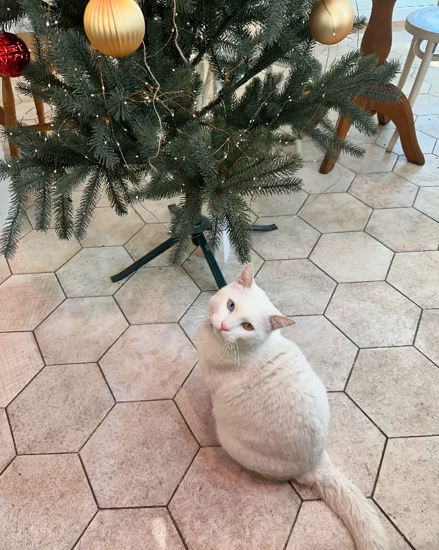 크리스마스 트리 옆 고양이