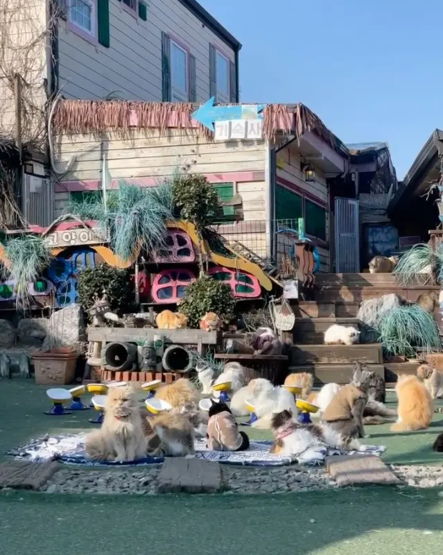 고양이들의 휴식