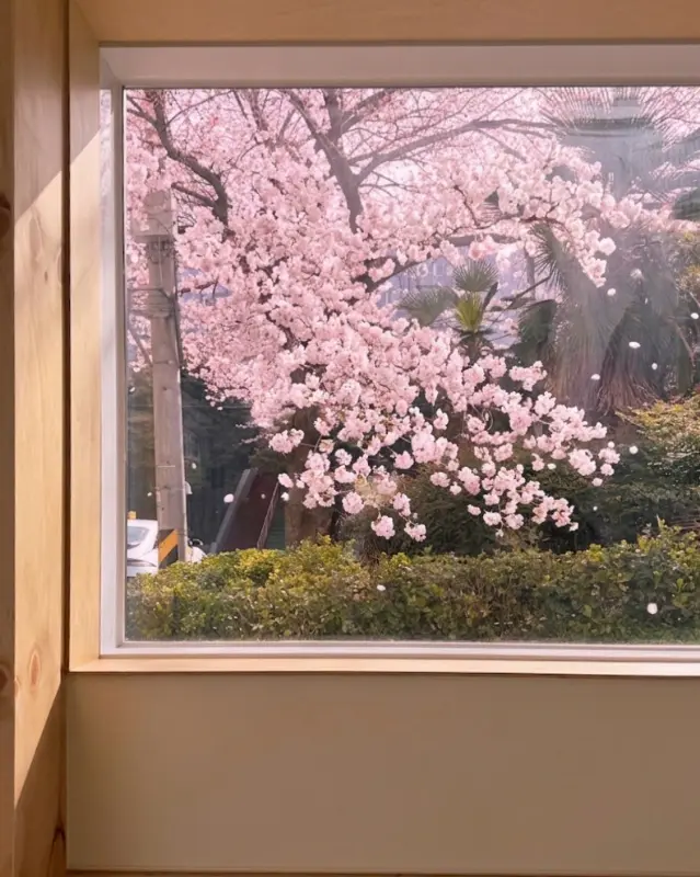 창밖으로 보이는 만개한 벚꽃