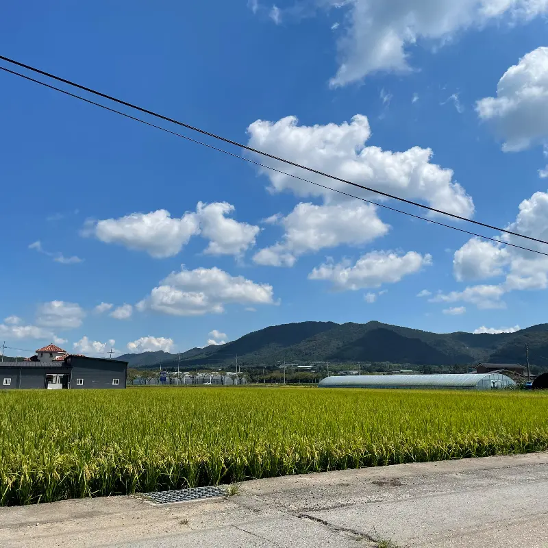 삼산브레드 주변의 아름다운 풍경