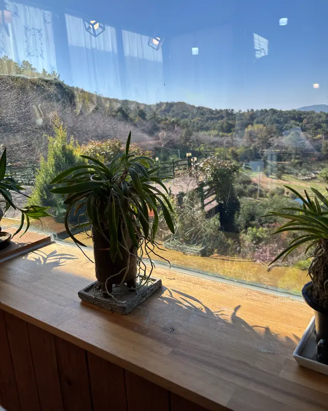 창가 테이블과 화분