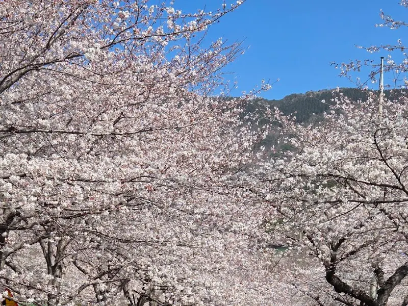 하늘을 가득 메운 벚꽃