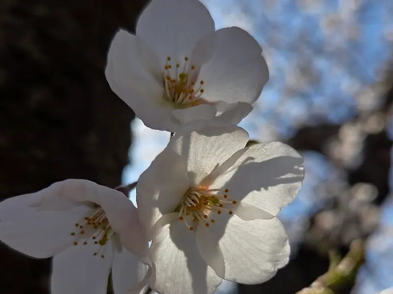 벚꽃의 아름다운 자태