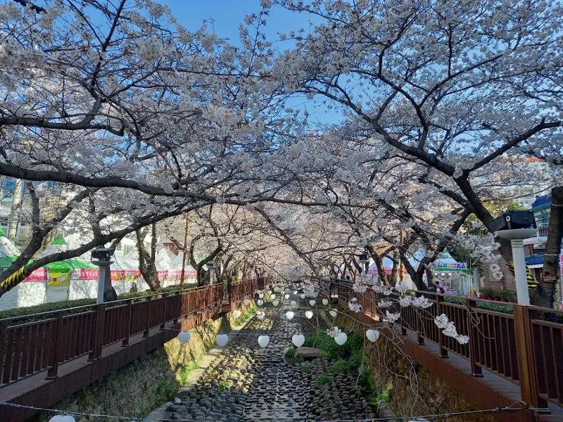 여좌천의 벚꽃 터널