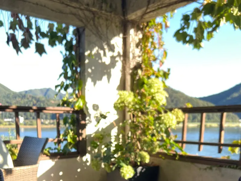 담쟁이 덩굴이 뒤덮인 건물의 외관