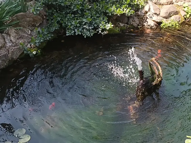 고가네칼국수 정원의 연못