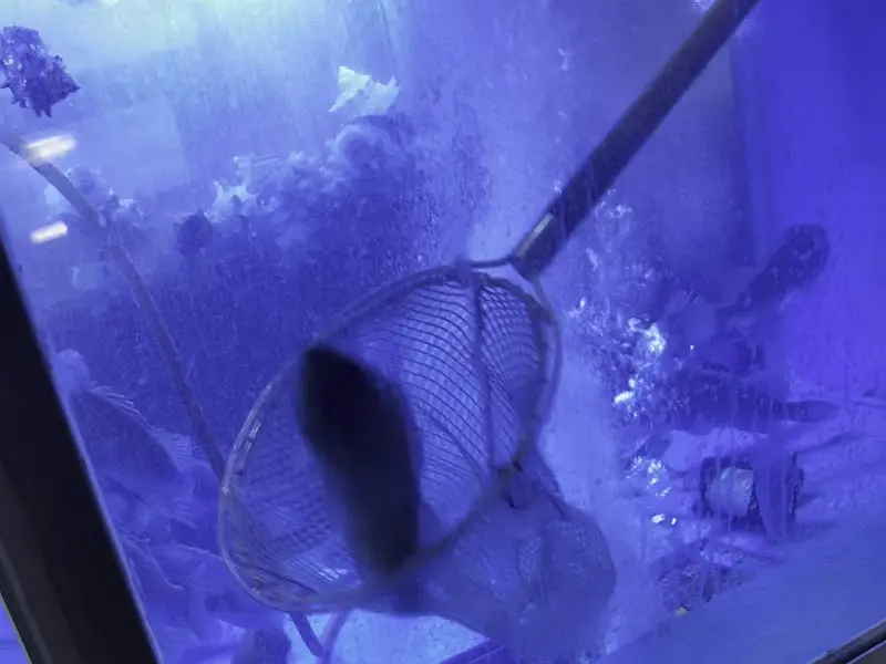 수조에서 갓 잡아올린 신선한 고등어