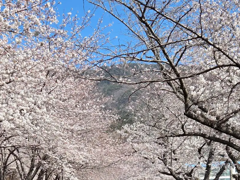 하늘을 덮은 벚꽃