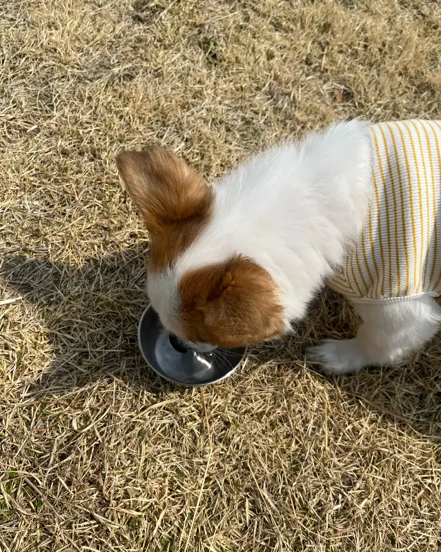 멍푸치노를 먹는 강아지